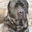 Mastiff